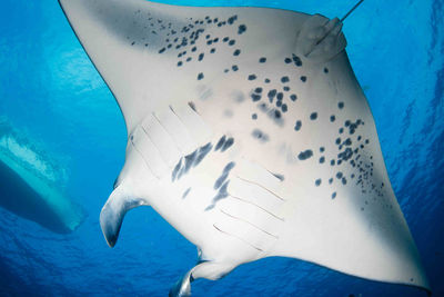 marine biologist