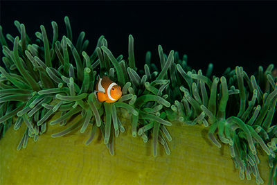 anemonefish