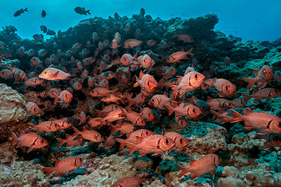 Marine Life French Polynesia