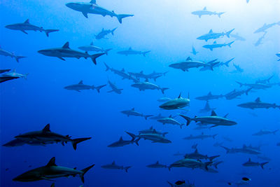 sharks French Polynesia