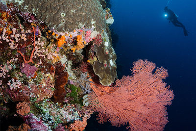 wall diving banda sea