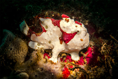 frogfish lembeh strait