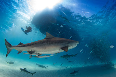 tiger shark bahamas