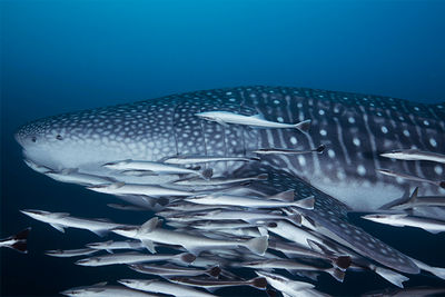 whale shark oman