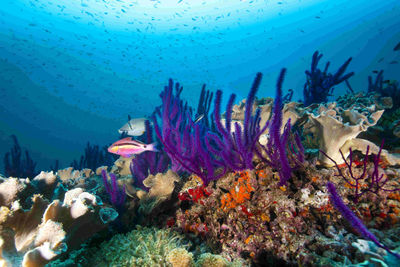 coral reef oman