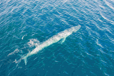 blue whale Banda Sea