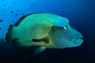 napoleon wrasse