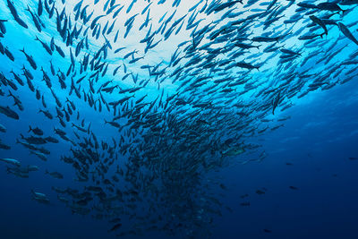 school of jacks