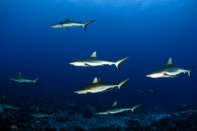 grey reef sharks