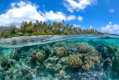 underwater photo of coral 