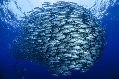 pod of fish