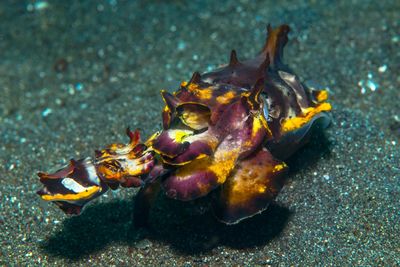 flamboyant cuttlefish