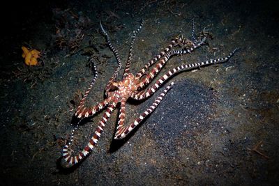 wanderpus octopus