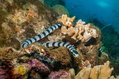 sea snake