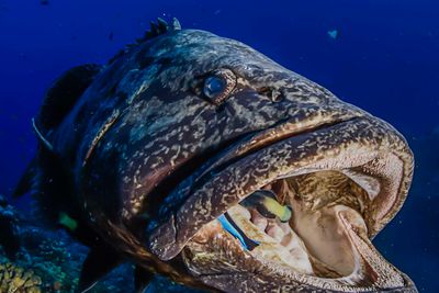 potato cod