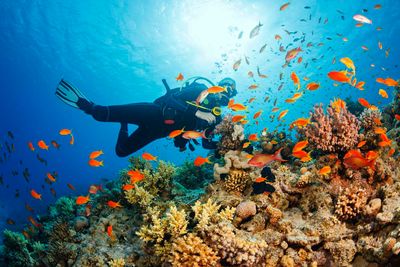 diving around a coral reef