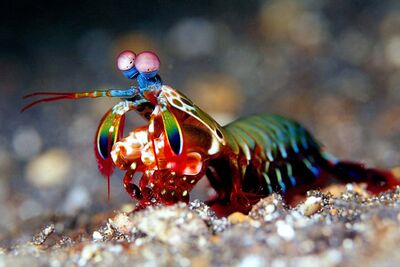 Peacock mantis shrimp