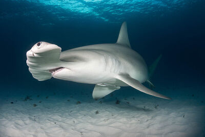 TIL that baby hammerhead sharks have a round head to ease the live