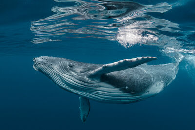 humpback whale