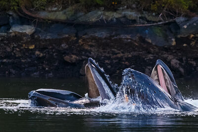 humpback whales eating