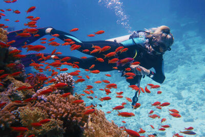 Australia Diving