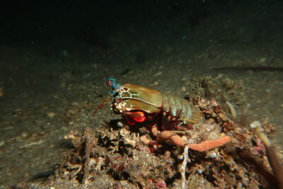 Peacock mantis shrimp