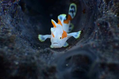 Clown Frogfish