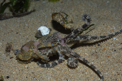 octopus