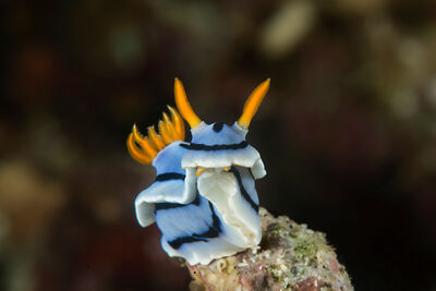 Blue Nudibranch