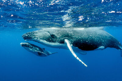 Humpback Mother and Calf