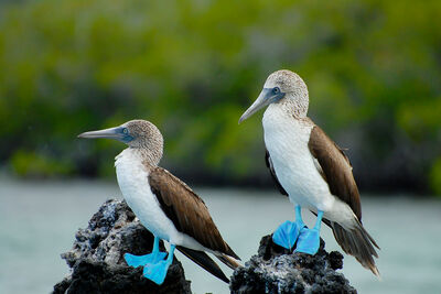 Blue Footed Boobies