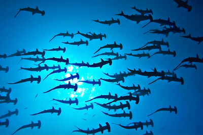 Schooling Hammerheads