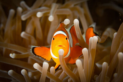 Clownfish