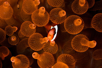 Clownfish