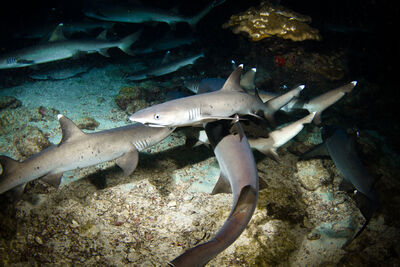 White tip reef sharks