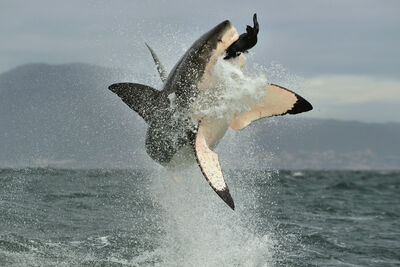 Great White Shark Breeching After a Seal