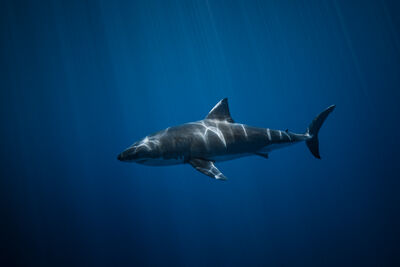 Great White Shark