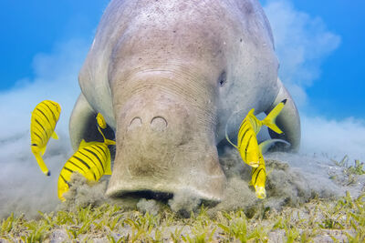 Dugong