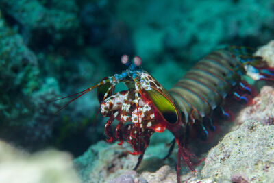 Mantis Shrimp