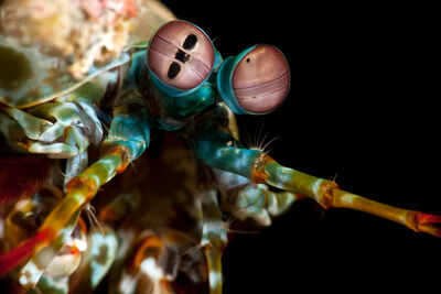 Mantis Shrimp