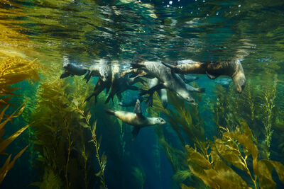 Sea Lions in Kelp