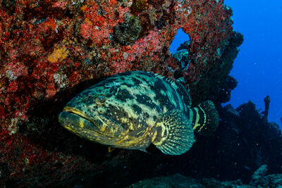 grouper