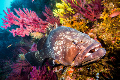 grouper