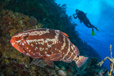 grouper