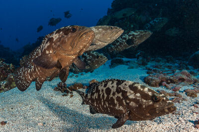 groupers