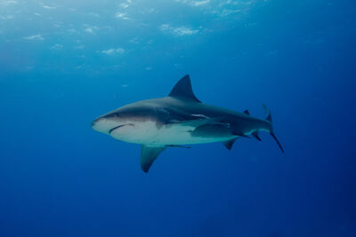 Bull Shark