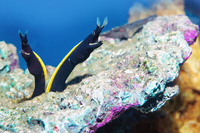 Ribbon Eels