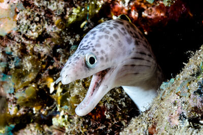 Spotted moray eel