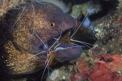 Eel and cleaner shrimp