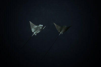 Eagle Rays